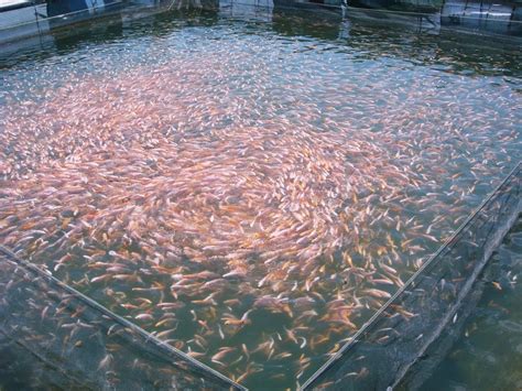 Mancing ikan nila menggunakan racikan pelet sebenarnya tidak semudah membuat racikan umpan pelet mujair. Langkah Budidaya Ikan Mas Dalam Kolam | Jual Waring Sayur & Waring Ikan