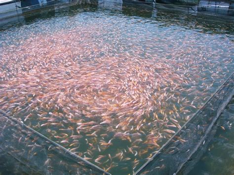 Pembenihan ikan nila merupakan usaha budidaya yang sangat produktif. Langkah Budidaya Ikan Mas Dalam Kolam | Jual Waring Sayur & Waring Ikan