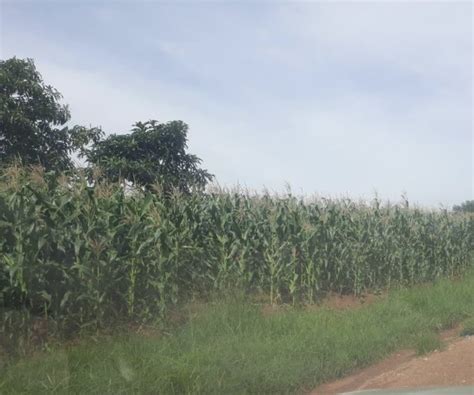 Agriculture Experts Say Malawi Maize Production Up By 17 Malawi