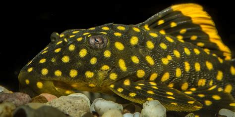 Plecostomus Smithsonians National Zoo