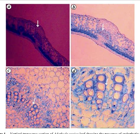 Figure 1 From Histological Localization Of Fungal Endophytes In Healthy