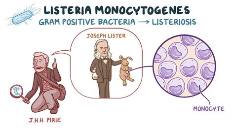 Listeria Monocytogenes Video Anatomy And Definition Osmosis