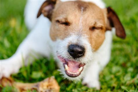 Nose Of Happy Dog Eating Big Bone Stock Photo Image Of Appetite