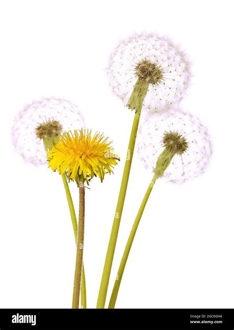 Dandelions Isolated On White Stock Photo Alamy