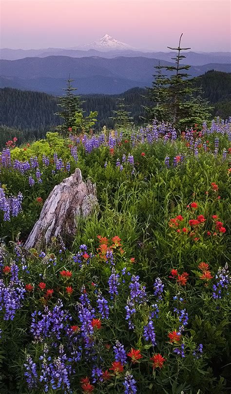 Flower Field In Washington With View Across The Columbia River Gorge To