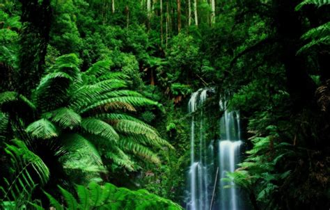 Wallpaper Greens Foliage Waterfall Jungle Vines Images For Desktop