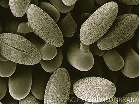 Pollen Grain Germination On Stigma Under Microscope Micropedia