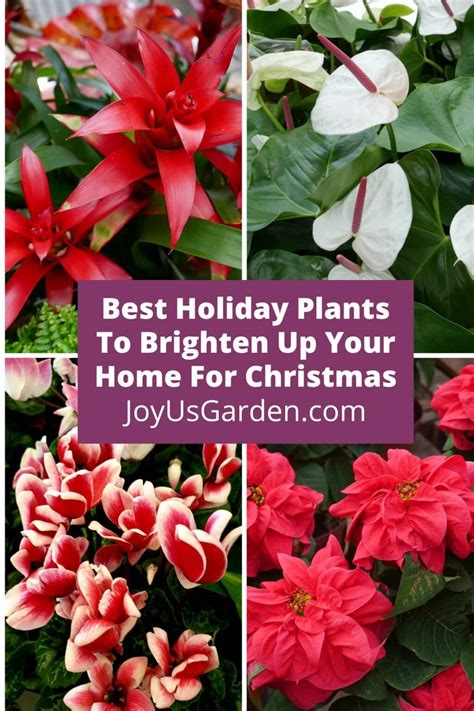 12 Best Holiday Plants To Brighten Up Your Home For Christmas 2024