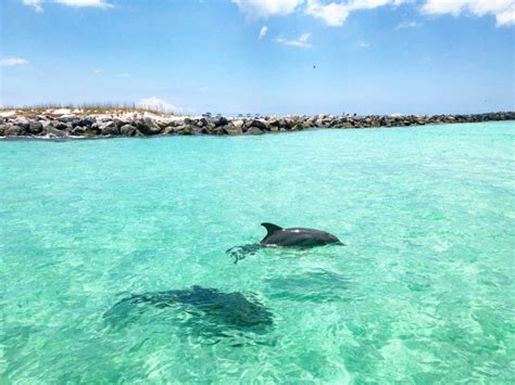Wild Dolphin Tour Best Dolphin Tours Panama City Best Videos