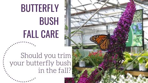 Butterfly Bush Falling Over All Information About Healthy Recipes And