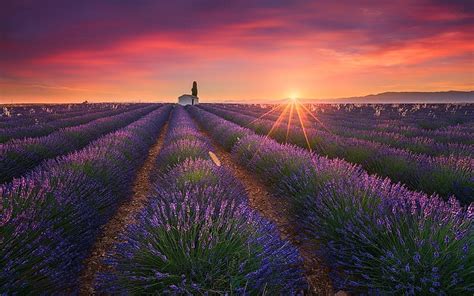 1920x1080px 1080p Free Download Lavender Field Lavender Sunset