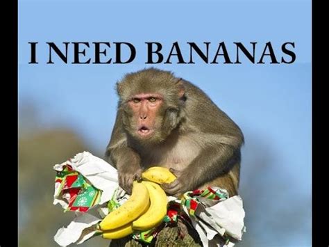 Maybe you would like to learn more about one of these? whatsapp funny videos crazy monkeys and banana - YouTube