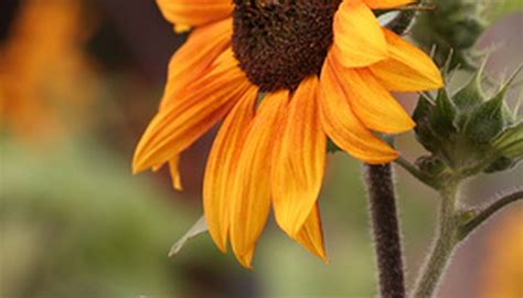 This fun flower looks more like a carnival toy than a creation of nature. Types of Orange Flowers That Look Like Sunflowers | Garden ...