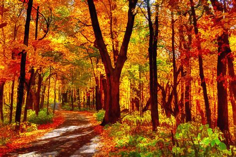 Autumn Forest Path Photograph By Roger Passman Fine Art America