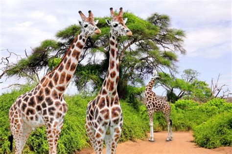 Multi Country Great Limpopo Transfrontier Park Safari Zicasso