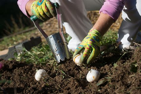 How To Plant Bulbs Corms And Tubers