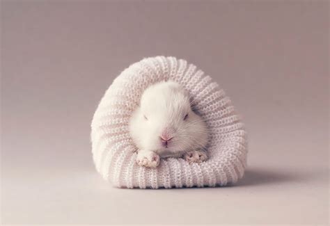 Photographer Ashraful Arefin Does Newborn Photo Shoot With His Bunny