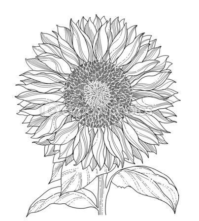 Here you will get a coloring page which is very difficult to color. Pin by Jenean Livesey on Kitchen ideas | Pinterest