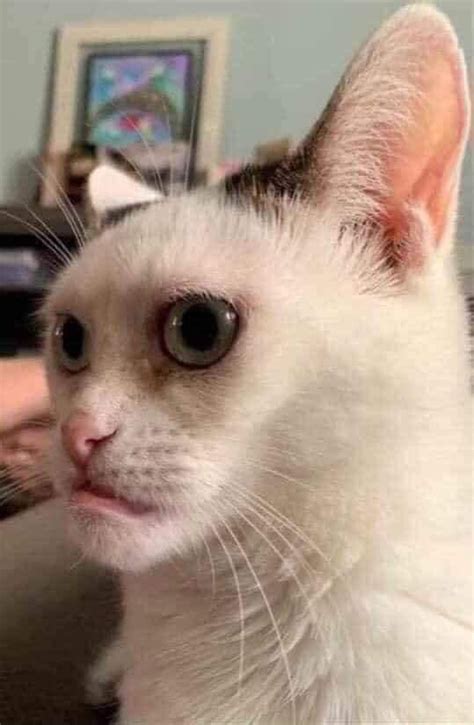 Cat With So Ugly Face Meme Keep Meme