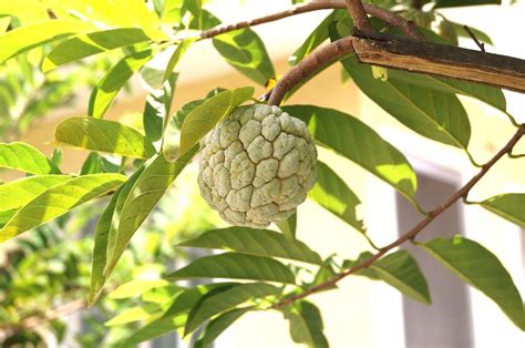 Featured in inga's favorite holiday desserts. Custard Apple Seed Germination (Sugar Apple/Sitaphal ...