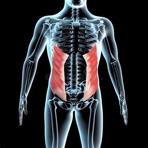 Músculo Oblíquo Externo Do Abdome