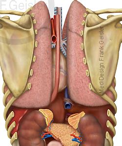 Informationen über die inneren organe des menschlichen körpers in einem 3dmodell. Übersicht Innere Organe des Menschen von dorsal