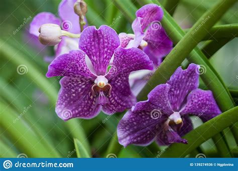Close Up Beautiful Lilac Orchid Macro Photo Purple Flower Stock Photo