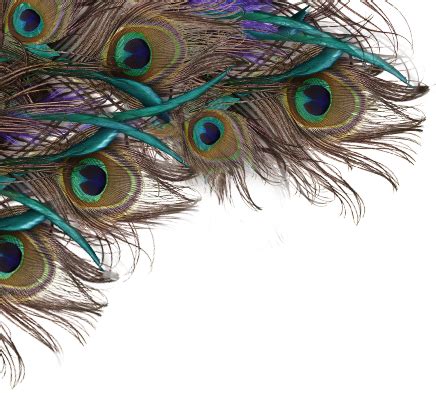 Peacock Feather PNG Transparent Images | PNG All png image