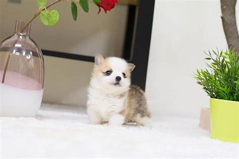 We are here to help you to find your furry friends (corgi, shiba. MAX Breed: Teacup Corgi Gender: Male Age: 10 Weeks Price ...