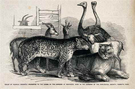 The London Menagerie Animals In London History Cfp Deadline 1 May