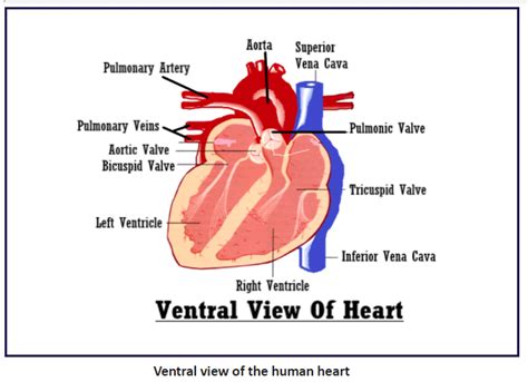 Sketch And Label The Ventral View Of The Human Heart