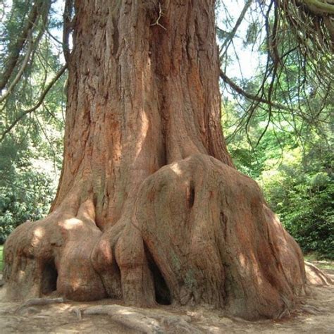 Giant Sequoia Sequoiadendron Giganteum 5 Seeds