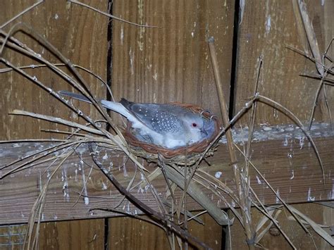 Which is the best type of dove to buy? Diamond Dove Facts, Pet Care, Temperament, Feeding ...