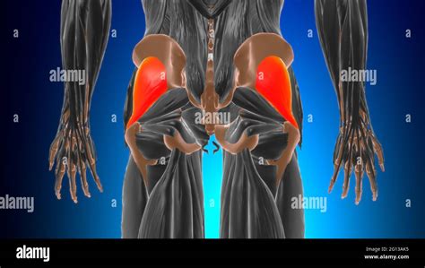 Gluteus Minimus Muscle Anatomy For Medical Concept 3d Illustration
