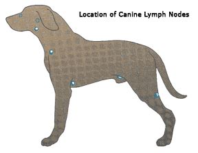 Multicentric lymphoma the first symptom that dogs with multicentric lymphoma usually show is swollen lymph nodes. Canine Lymphoma - Ethos Veterinary Health