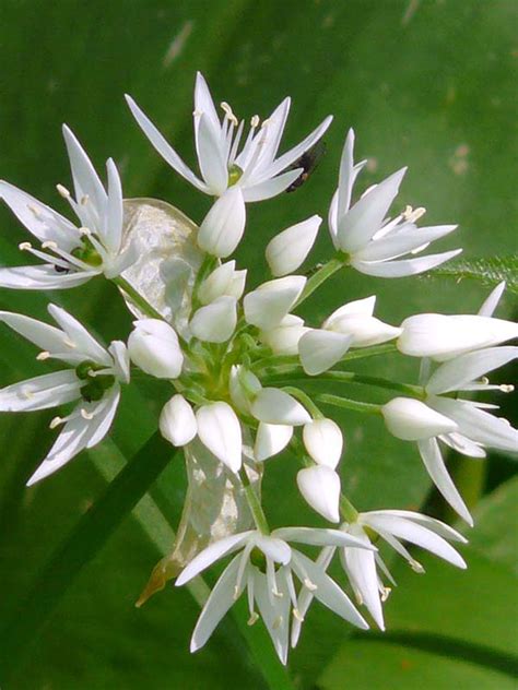 Wild Garlic Bulbs In The Green Allium Ursinum Buy Online