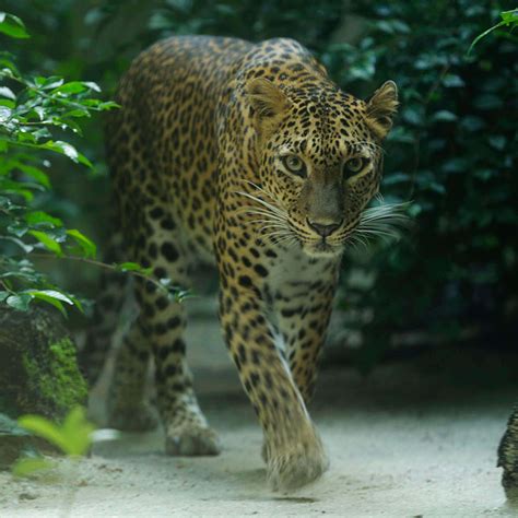 Animals And Zones Singapore Zoo Wildlife Reserves Singapore