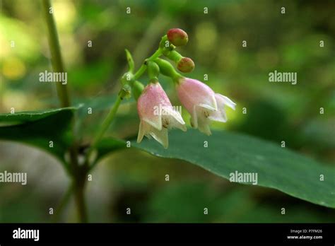 Snowberry Shrub Hi Res Stock Photography And Images Alamy