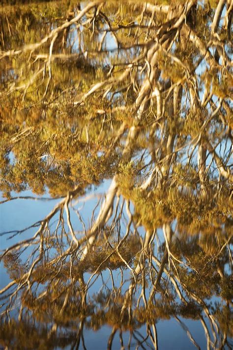 Tree Reflection In Water Stock Photo Image Of Creek 81201822