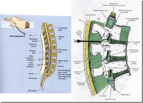 Organisation Of Peripheral Nervous System And Spinal Cord Medatrio