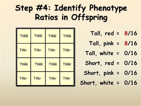 An example of a punnett square for pea plants is shown in figure below. Dihybrid Crosses - Presentation Biology