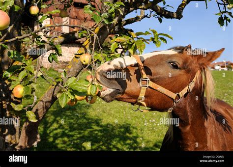 Horse Eating Apples Bolzano South Tyrol Tyrol Italy Europe Stock