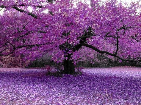 Purple Trees Purple Tree Wallpapers Htc Salsa Mobiles Wonderful