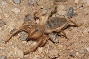 How Do Camel Spiders Get Their Name How Could You Stand Going To An
