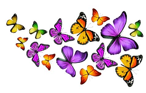 Purple Butterfly Backgrounds Butterfly Background Background Hd