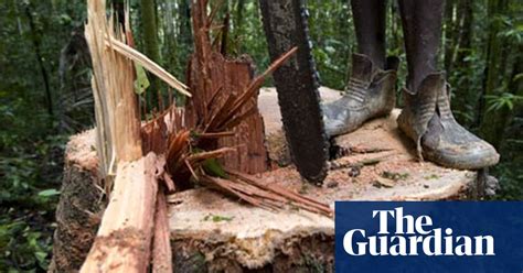 Avoiding A Wild West Logging Sector In Liberia Guardian Sustainable