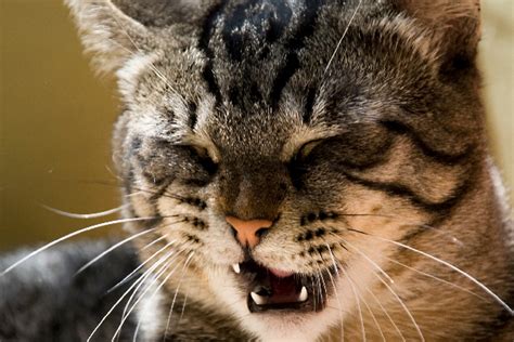 Cat sneezing can be surprisingly difficult to diagnose, for several reasons. My Cat is Sneezing and Has Watery Eyes - What To do? - Part 17