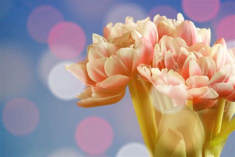 Tulip adalah anggota keluarga lily. Gambar : tangan, mekar, cahaya, menanam, daun bunga, bunga ...
