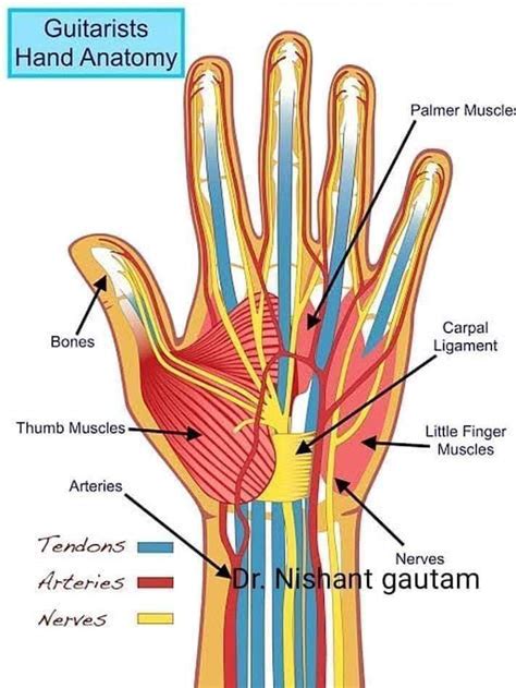 Structures Of The Hand Tendons Ligaments Teachmeanatomy Gambaran