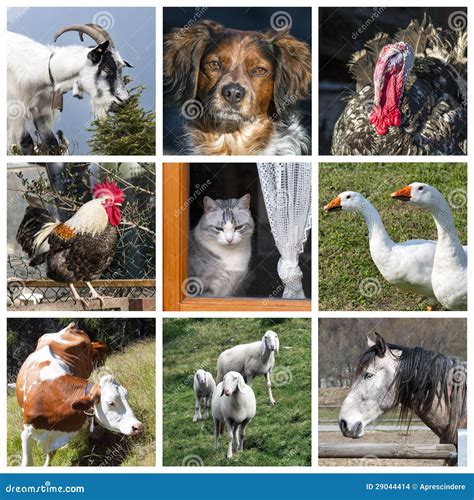 Animals Farm Collage Stock Images Image 29044414